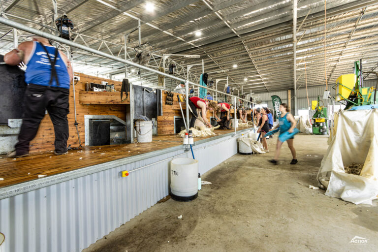 internal shearing shed