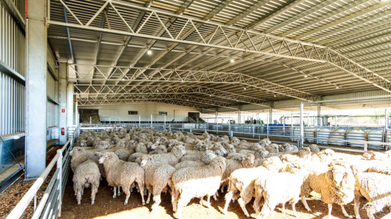 sheep under covered yards