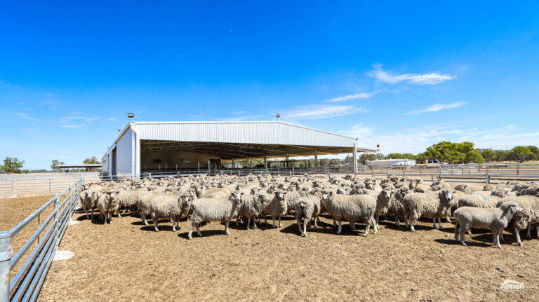 Sheep in yards