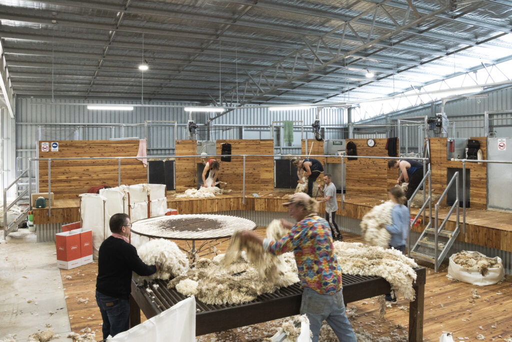 Internal Shearing Shed